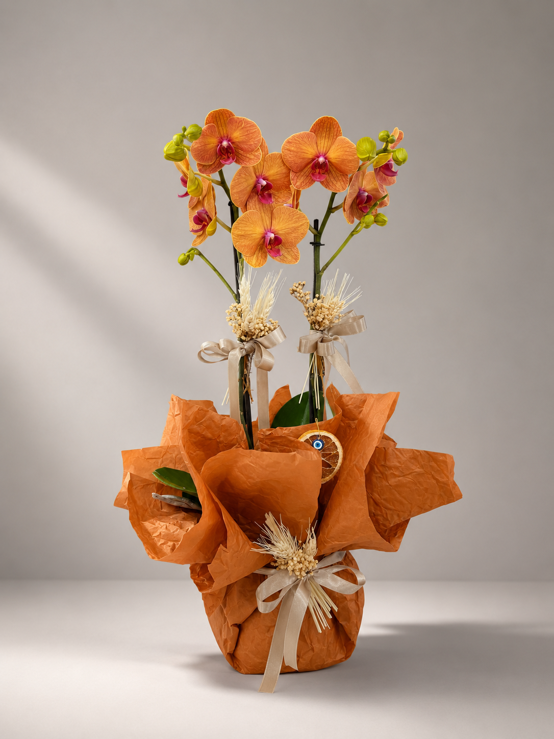 Phalaenopsis orkide